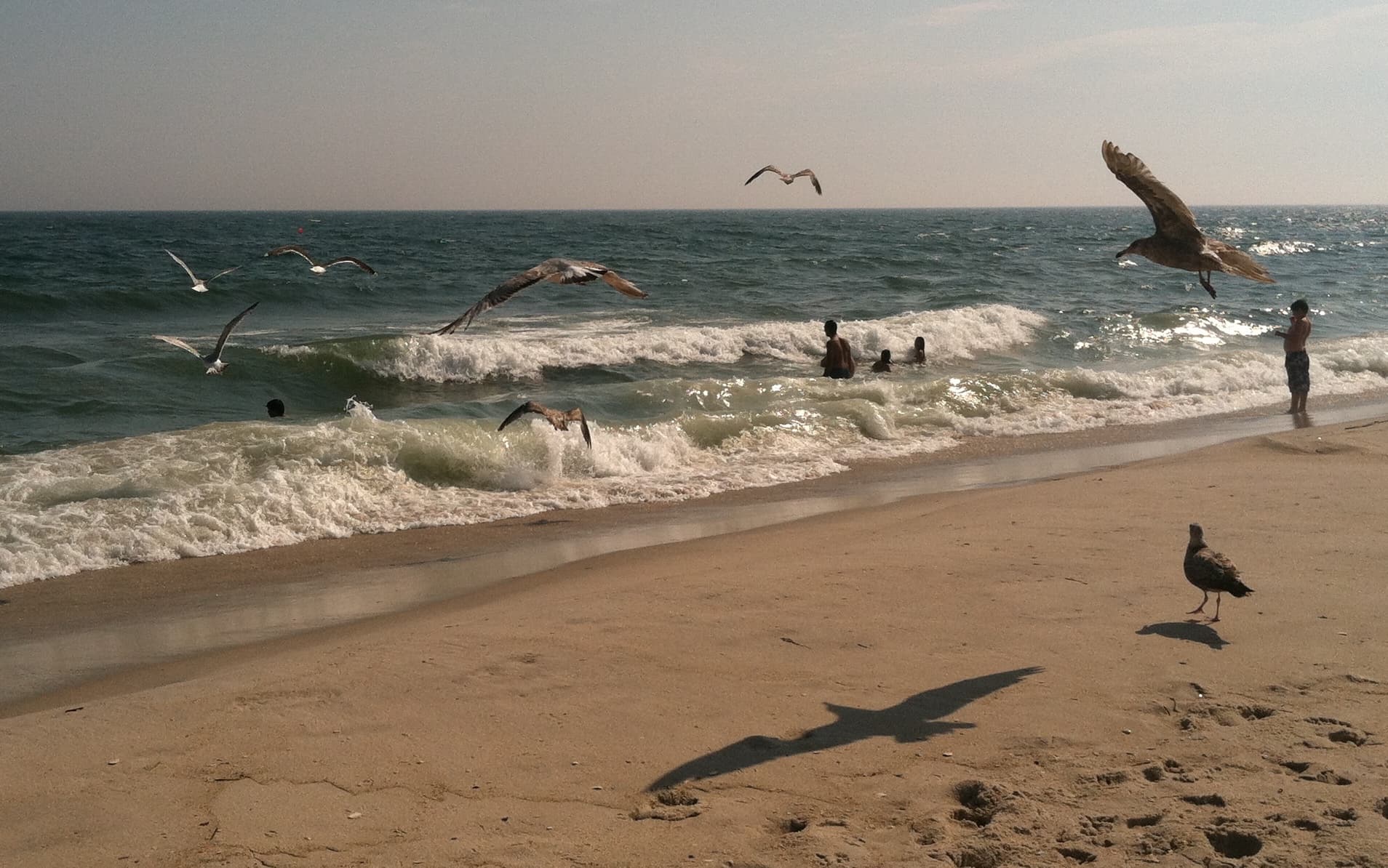 Robert Moses